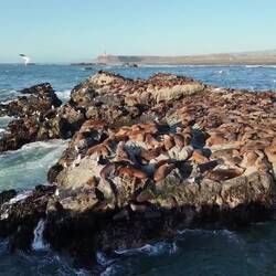 Flug über die Robbenfelsen
