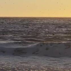 Abendessen bei Robben's