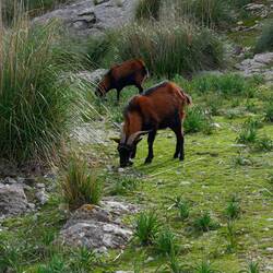 Überall halbwilde Ziegen