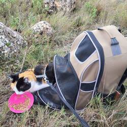 Heute bekommt auch Leni ein Picknick. 🐱