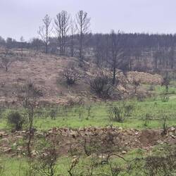 Reste d. größten Waldbrandes in Frankreich seit 50 Jahren. Im August '25 wurden 170km² Wald zerstört