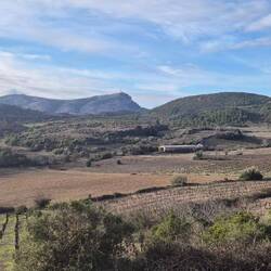 ...und dann in die Weinberge.