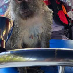 Ich bin der neue Kapitän.