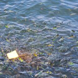 Gleich zu Beginn mal Fische füttern. Nicht sonderlich spektakulär.