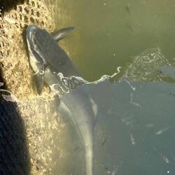 Doch sehr wenig Platz für den großen.