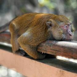 Ich will doch nur schlafen.