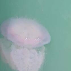 Und da haben wir bereits die erste von vielen Quallen gesichtet.