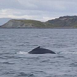 Humpback.Whale