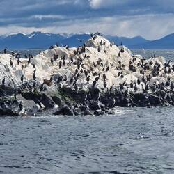 Birds and seals