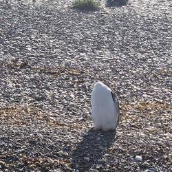 This penguin DID have a head