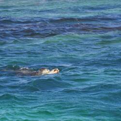 Seelöwen haben kleine abstehende Ohren wo Seehunde nur "Löcher" haben