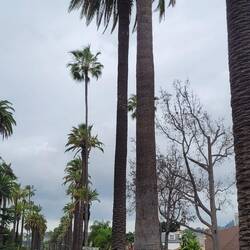 Eine der vielen Palmen-Alleen in Beverly Hills