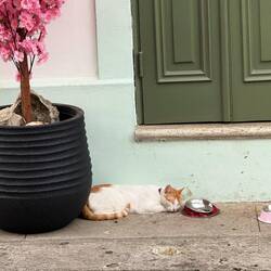 Look familiar? Orange kitty's home base.