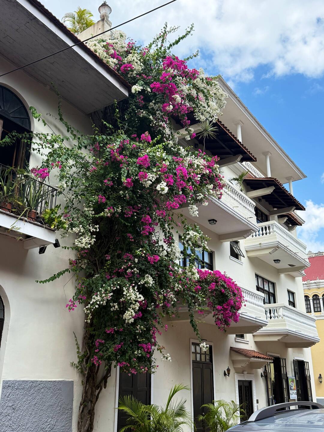 The bougainvillea outside of our apt. It must be 50 yrs old.