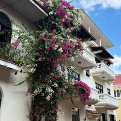 The bougainvillea outside of our apt. It must be 50 yrs old.