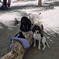 Er wollte nur gestreichelt werden (und musste kein Geschäft machen)