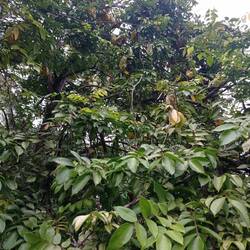 L'arbre starfrut