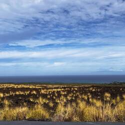 Schöner Kontrast auf dem schwarzen Vulkangestein