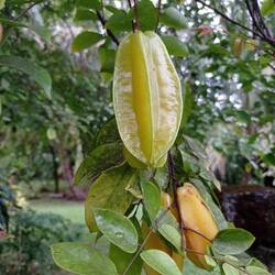 Starfruit ou carambole