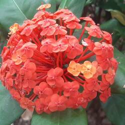 Ixora