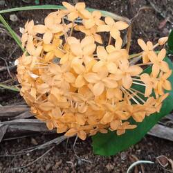 Ixora
