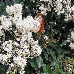 Bois de chypre