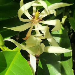 Magnolia