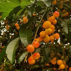 Harpullia arborea