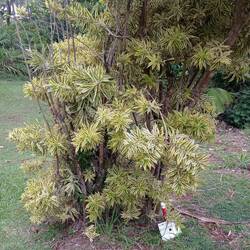 Song of india Dracaena
