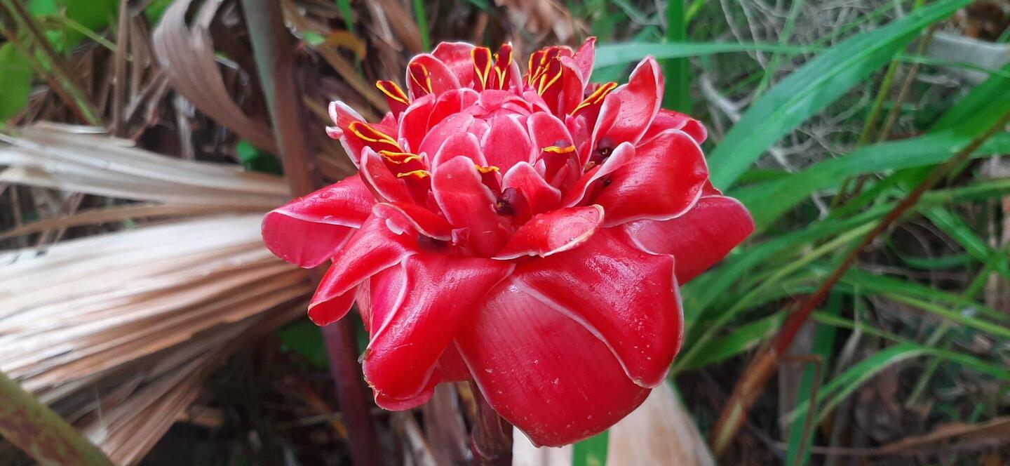 La rose de porcelaine