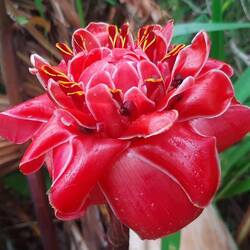 La rose de porcelaine