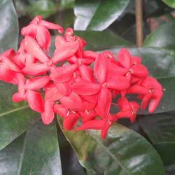 Ixora