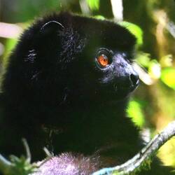 Sifaka