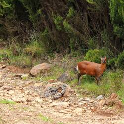 Natal Red Duiker