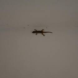 Willi, unser Zimmergecko