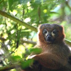 Goldener Bambuslemur