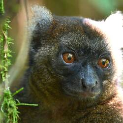 Der letzte seiner Art: Grosser Bambuslemur