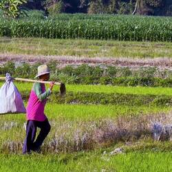 Unten in der Ebene spriest der Reis - hier einer der Reisbauern