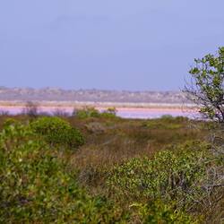 Pink Lake ufem Wäg nach Kalbarri