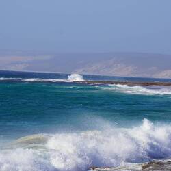 Wär fingt ds Tier i däm Bild?