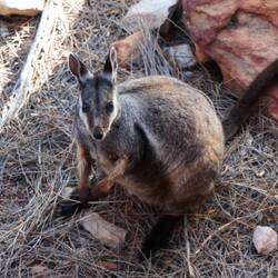 Wallabie