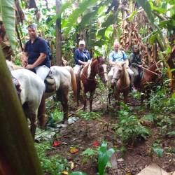 Im Nationalpark, Regenwald, Urwald, Dschungel. Natur pur