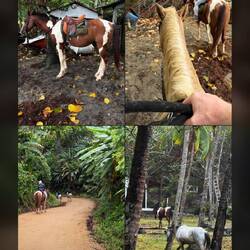 Martinas Blick. Lanala war ihr toller Schecke