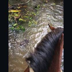 Lutz' Blick auf Pumba - ab durch die Wildnis 🐍🕸️🌊🌴🍌