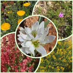 Die Wüste blüht...