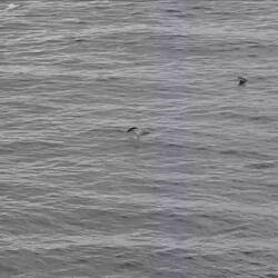 Penguins returning home to the rookery