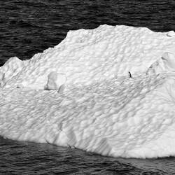 I am penguin, monarch of all I survey