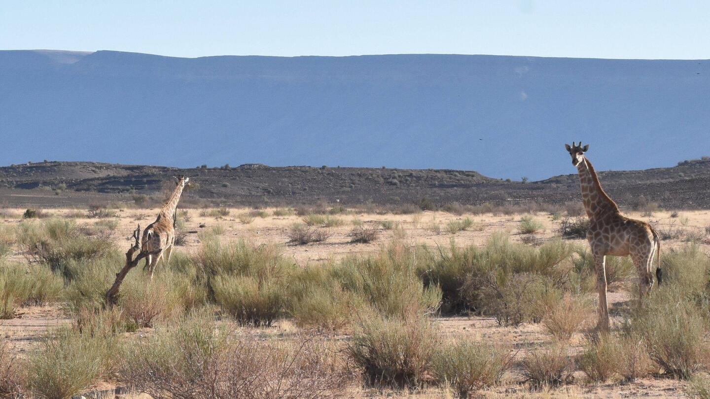 Giraffen, mitten in der Wüste ???