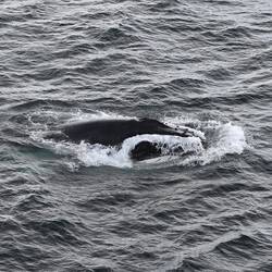 Humpback coming up for air