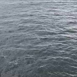 A few humpbacks that had just been right under my nose before I got the camera ready